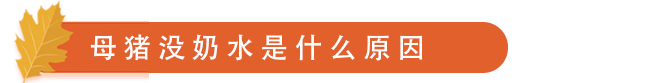母 猪 没 奶 水 是 什 么 原 因.png